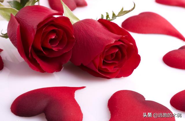 一朵玫瑰代表什么意思啊